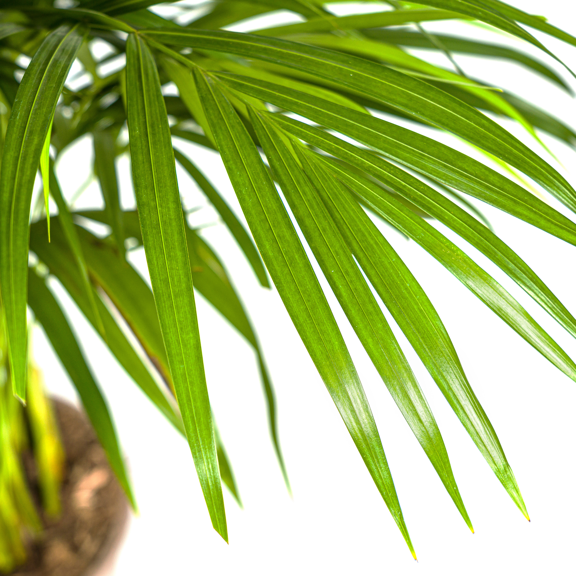 La Green Touch - Palmier Areca avec panier - Dypsis lutescens - H 100-120 cm, pot Ø21 cm - Image 3