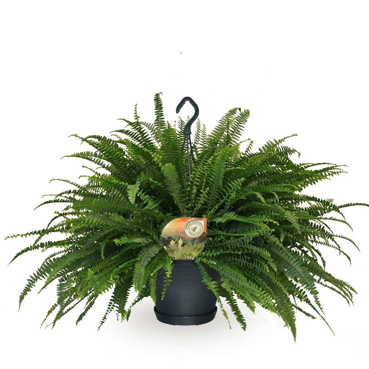 La Green Touch - Nephrolepis Vert Lady - D20 H60cm