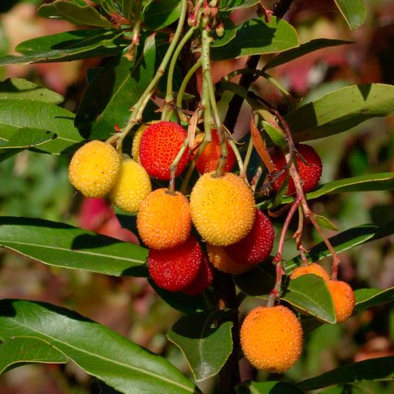 Arbutus unedo Roselily - Arbousier Pot de 3L/4L - Image 1