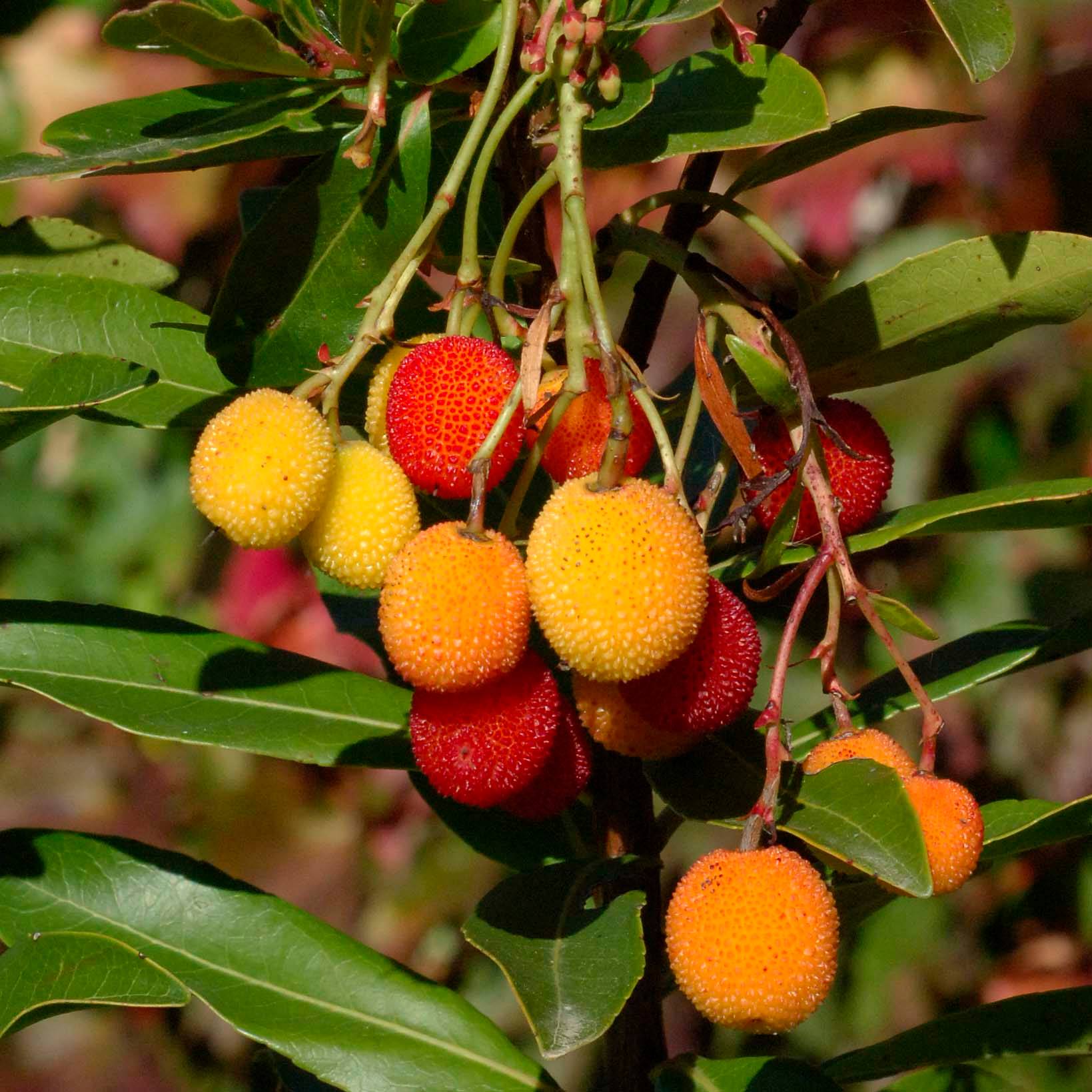 Arbutus unedo Roselily - Arbousier Pot de 3L/4L