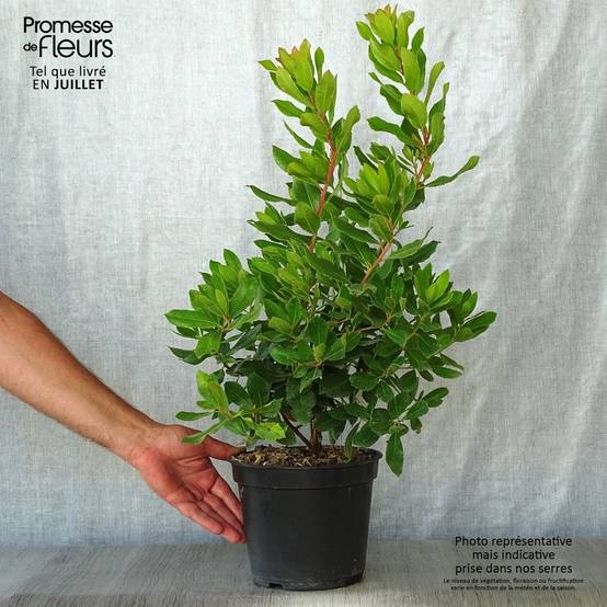 Arbutus unedo Roselily - Arbousier Pot de 3L/4L - Image 2