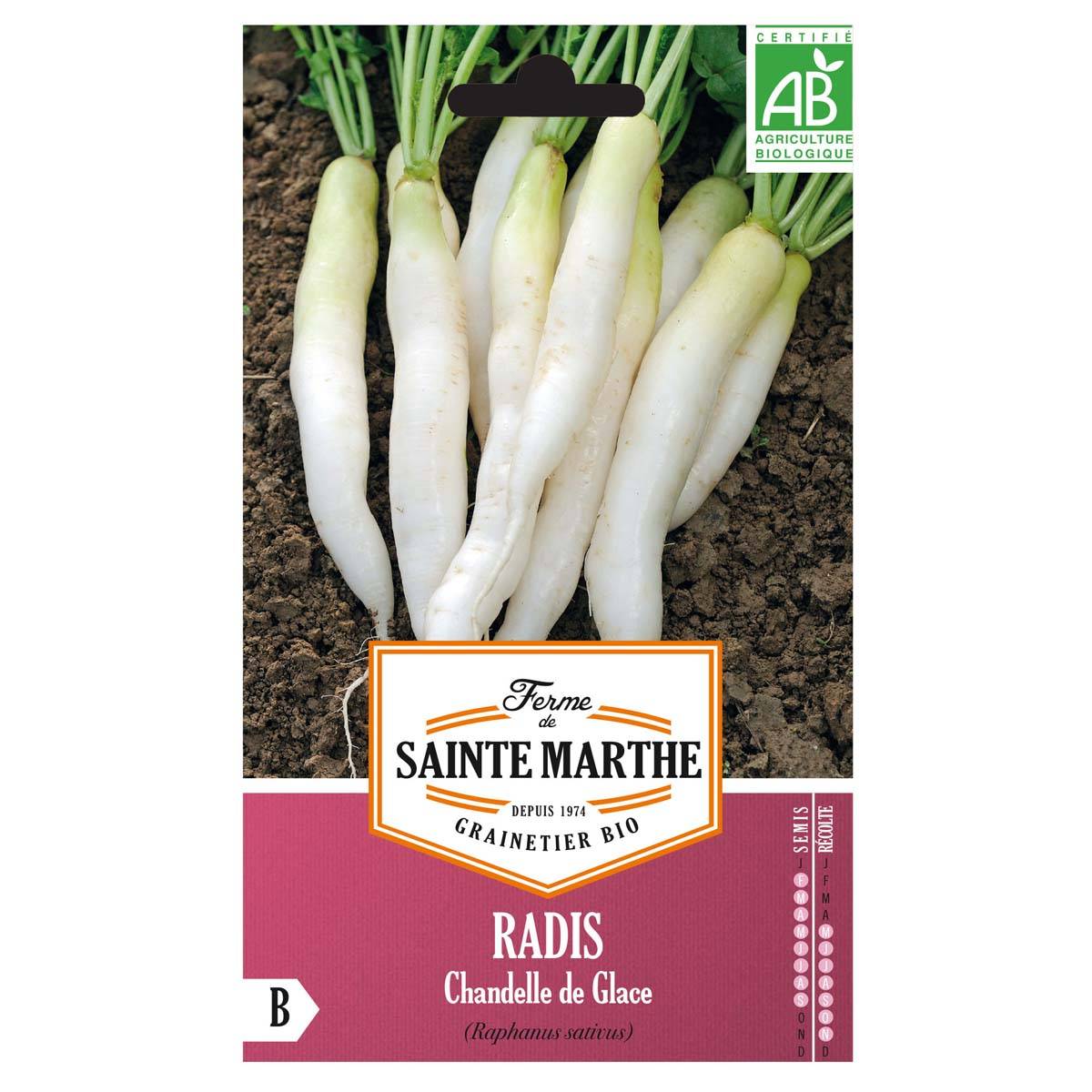 Radis Chandelle de Glace Bio - Ferme de Sainte Marthe le sachet de 1000 graines environ (4g)