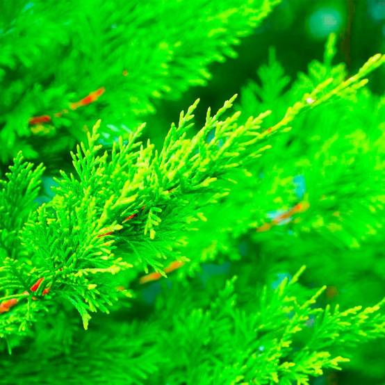 Haie de Cyprès De Leyland (Cupressocyparis Leylandii) - 20 arbustes - - Pépinières Naudet - Image 2