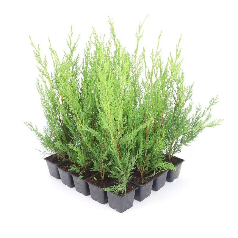 Haie de Cyprès De Leyland (Cupressocyparis Leylandii) - 20 arbustes -  - Pépinières Naudet - Image 3