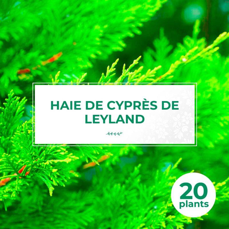 Haie de Cyprès De Leyland (Cupressocyparis Leylandii) - 20 arbustes -  - Pépinières Naudet