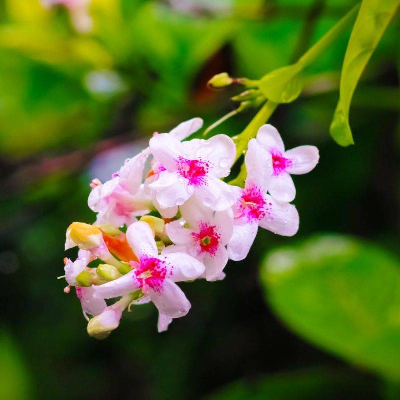 Troène de Chine (Ligustrum sinense) - Godet - Taille 15/30cm - Pépinières Naudet - Imagen 2