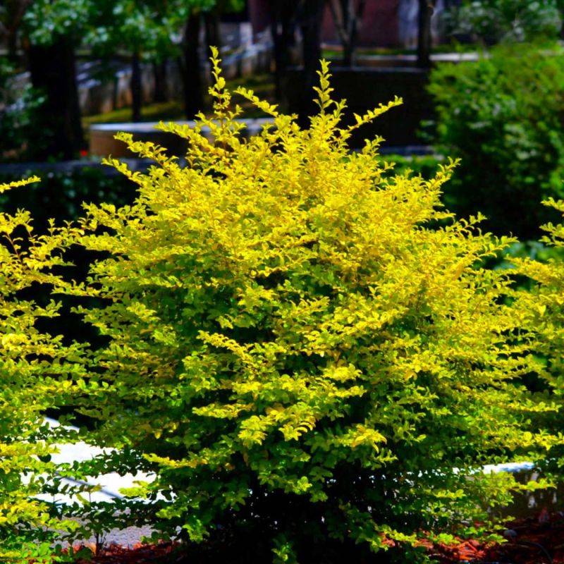 Troène de Chine (Ligustrum sinense) - Godet - Taille 15/30cm - Pépinières Naudet - Imagen 1