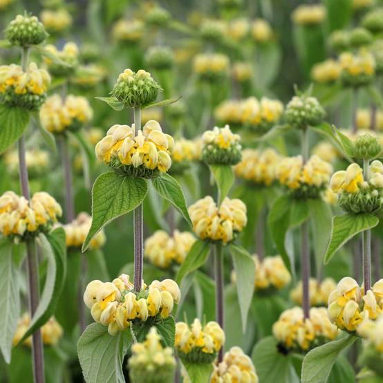 Graines de Phlomis de Russell - Phlomis russeliana le sachet de 30 graines environ (0,4g)