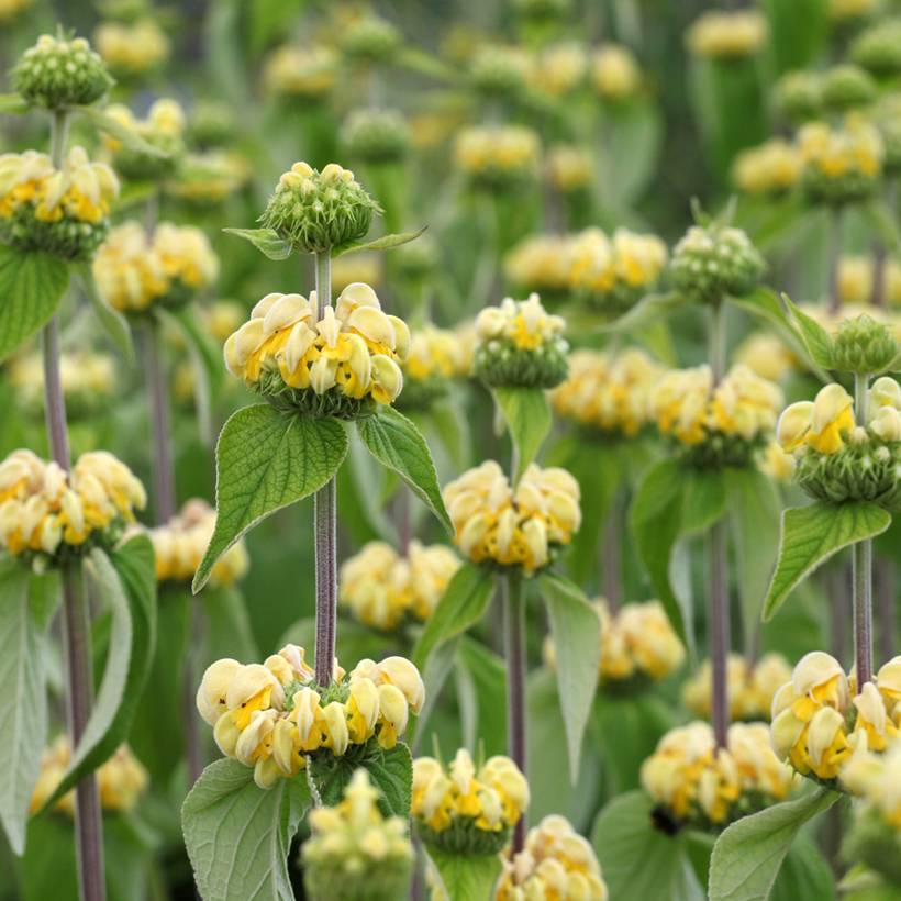 Graines de Phlomis de Russell - Phlomis russeliana le sachet de 30 graines environ (0,4g)