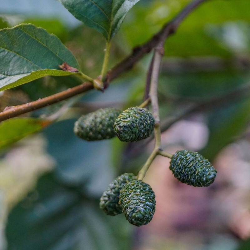 Aulne glutineux Imperialis, Alnus - Pot de 10L - 120/150 cm - Imagen 1