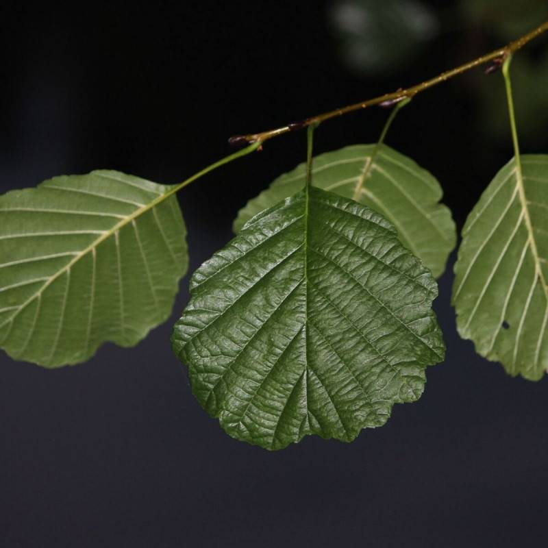 Aulne glutineux Imperialis, Alnus - Pot de 10L - 120/150 cm - Imagen 6