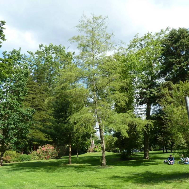 Aulne glutineux Imperialis, Alnus - Pot de 10L - 120/150 cm - Imagen 9