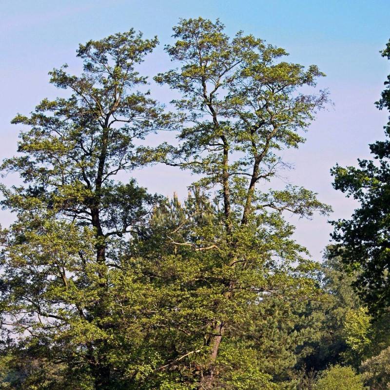Aulne glutineux Imperialis, Alnus - Pot de 10L - 120/150 cm - Imagen 5