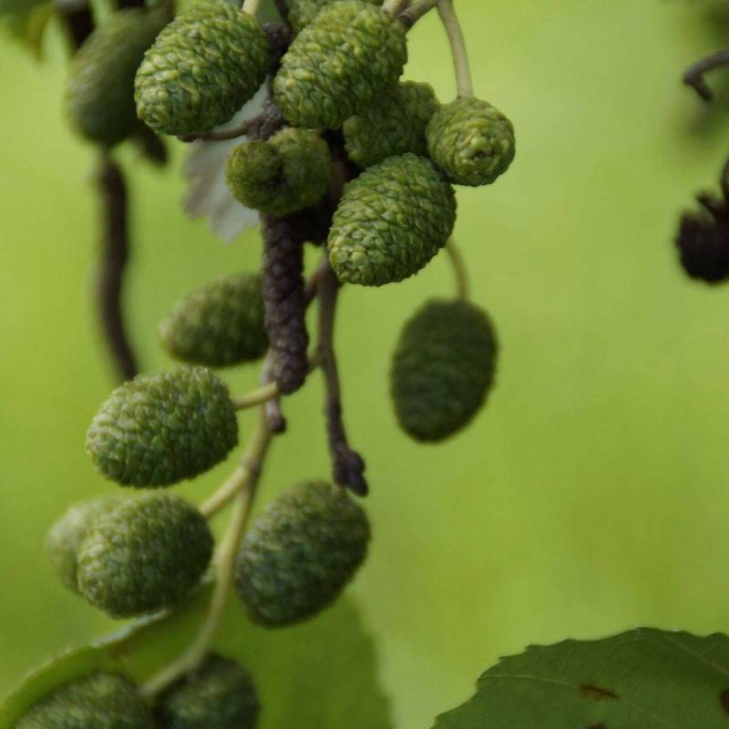 Aulne glutineux Imperialis, Alnus - Pot de 10L - 120/150 cm - Imagen 10