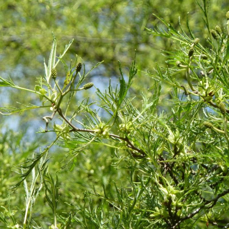 Aulne glutineux Imperialis, Alnus - Pot de 10L - 120/150 cm - Imagen 8