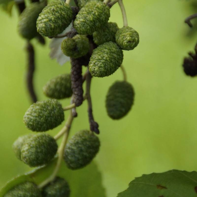 Aulne glutineux Imperialis, Alnus - Pot de 10L - 120/150 cm - Imagen 7