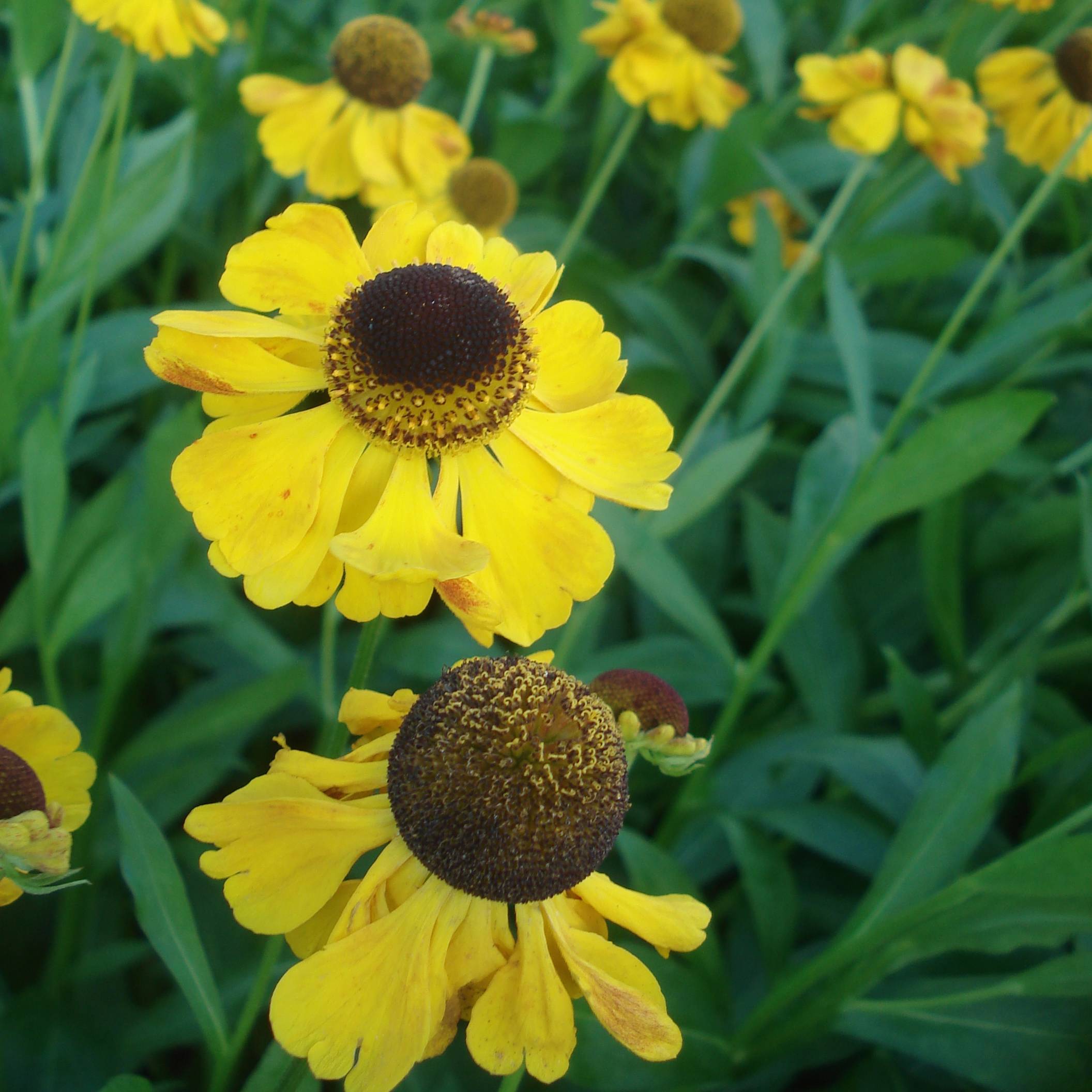 Helenium El Dorado - Hélénie Godet de 8/9 cm