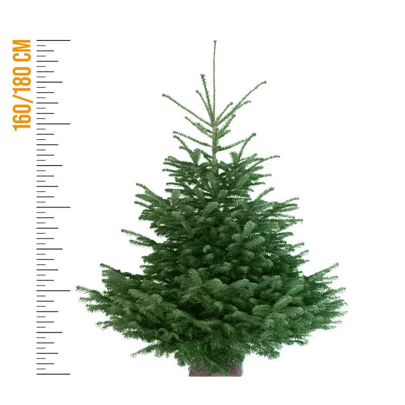 rapidsapin - Sapin de Noël Nordmann naturel 160-180 cm avec support bûche - Image 5