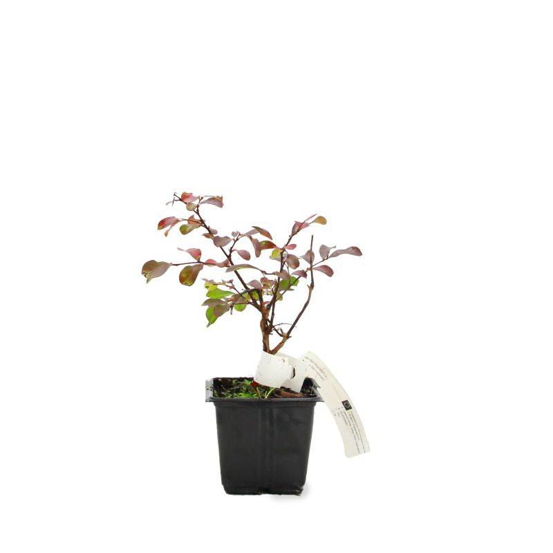 Lilas des Indes 'Petite Orchidée' (Lagerstroemia Indica) - Godet 9cm - Pépinières Naudet - Imagen 2