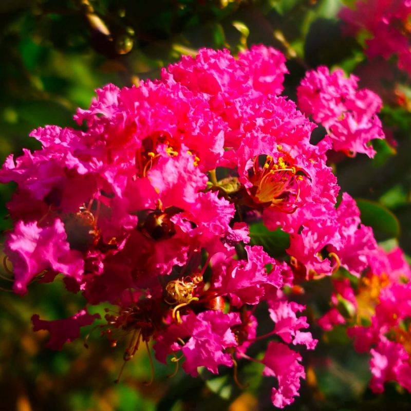 Lilas des Indes 'Petite Orchidée' (Lagerstroemia Indica) - Godet 9cm - Pépinières Naudet - Imagen 1
