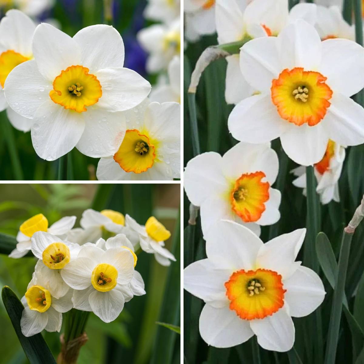 Promesse de Fleurs - Collection narcisses parfumés - Collection de 30 plantes