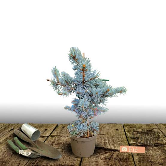 Épicéa bleu Glauca Globosa, Picea pungens - Pot de 5L - 40/60 cm - Image 7
