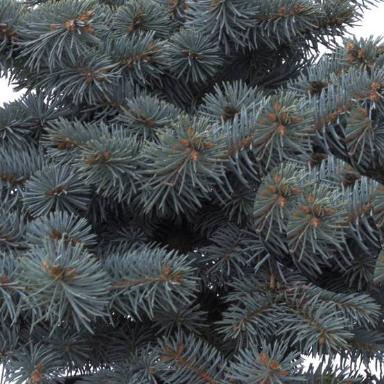 Épicéa bleu Glauca Globosa, Picea pungens - Pot de 5L - 40/60 cm - Image 1