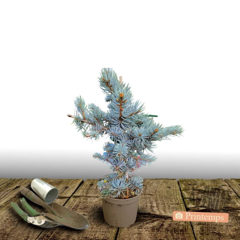 Épicéa bleu Glauca Globosa, Picea pungens - Pot de 5L - 40/60 cm - Image 9