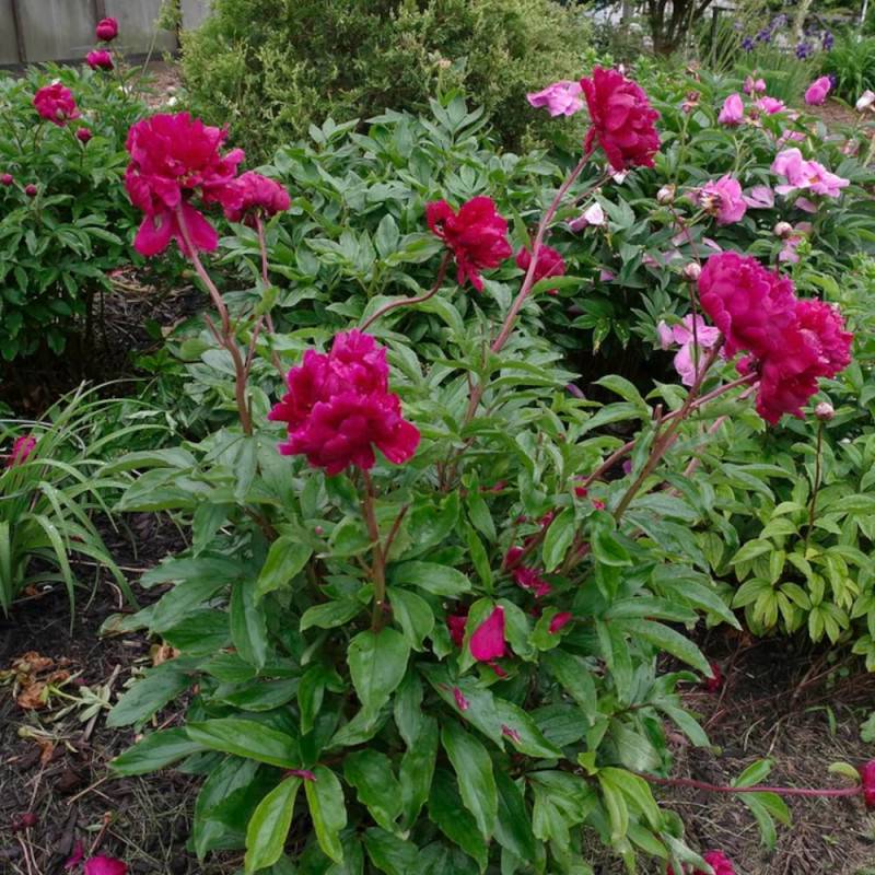 Pivoine herbacée Chippewa à fleurs Rouge/ - feuillage Caduc - Pot de 2L - 10/20 cm - Imagen 7