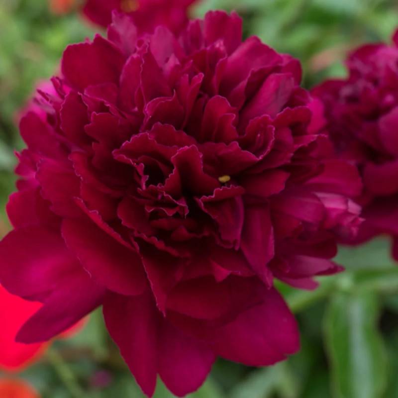 Pivoine herbacée Chippewa à fleurs Rouge/ - feuillage Caduc - Pot de 2L - 10/20 cm - Imagen 8