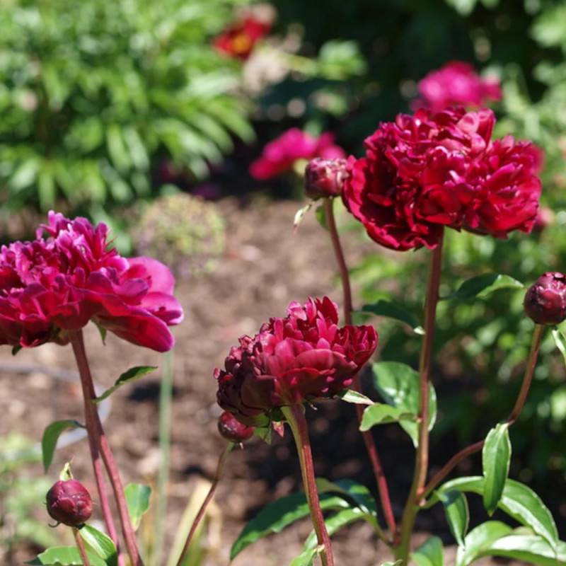 Pivoine herbacée Chippewa à fleurs Rouge/ - feuillage Caduc - Pot de 2L - 10/20 cm - Imagen 9