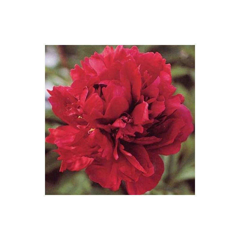 Pivoine herbacée Chippewa à fleurs Rouge/ - feuillage Caduc - Pot de 2L - 10/20 cm - Imagen 1