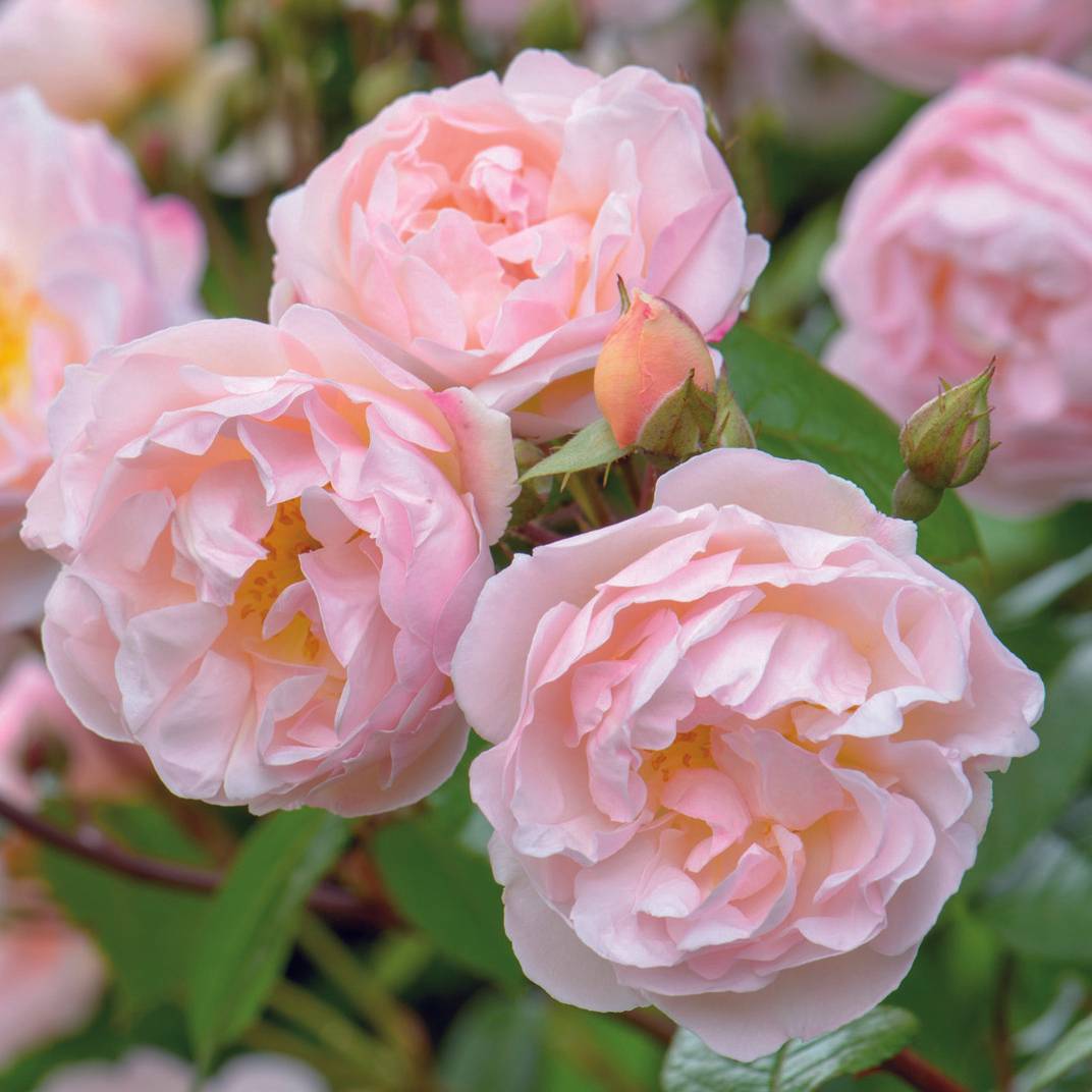 Rosier David Austin The Lady of the Lake  Pot de 4L/5L