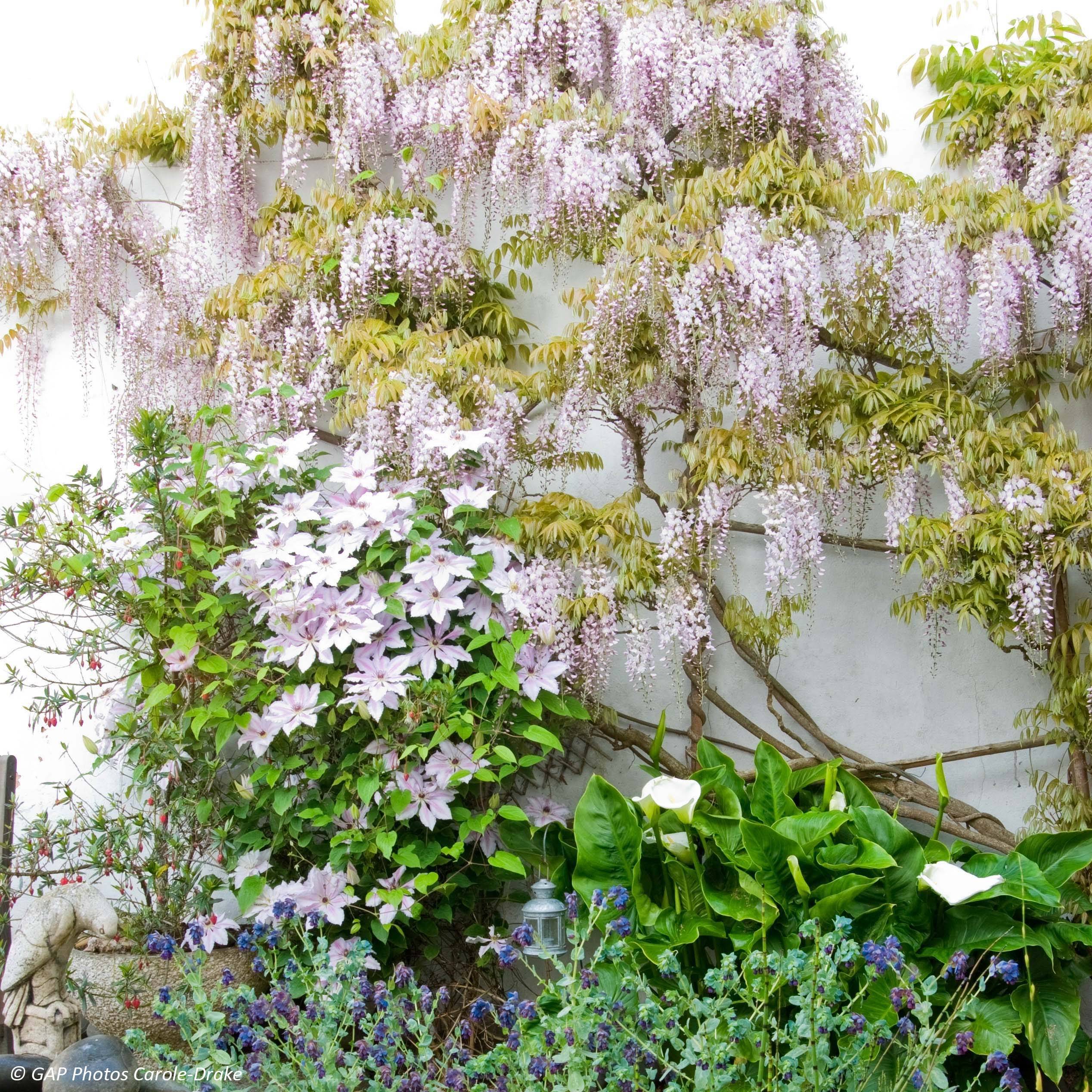 Promesse de Fleurs - Duo Douceur - Clématite Nelly Moser et Glycine de Chine rose - Collection de 2 plantes