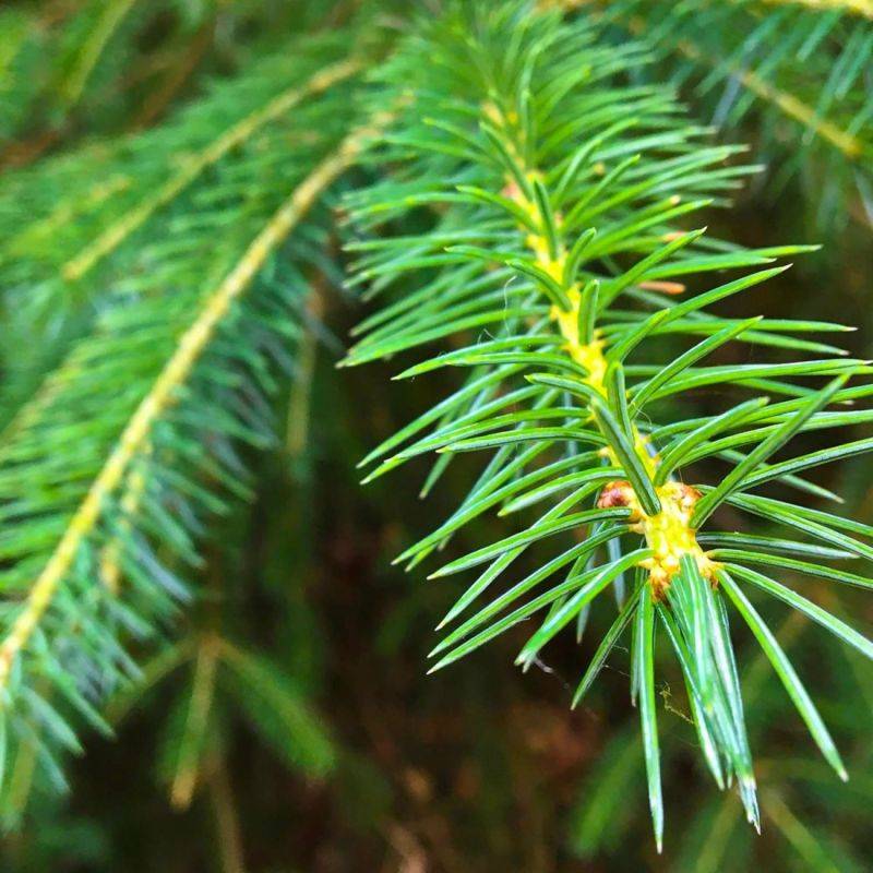 Sapin de Nordmann (Abies nordmanniana) - Godet - Taille 13/25cm - Pépinières Naudet - Imagen 2