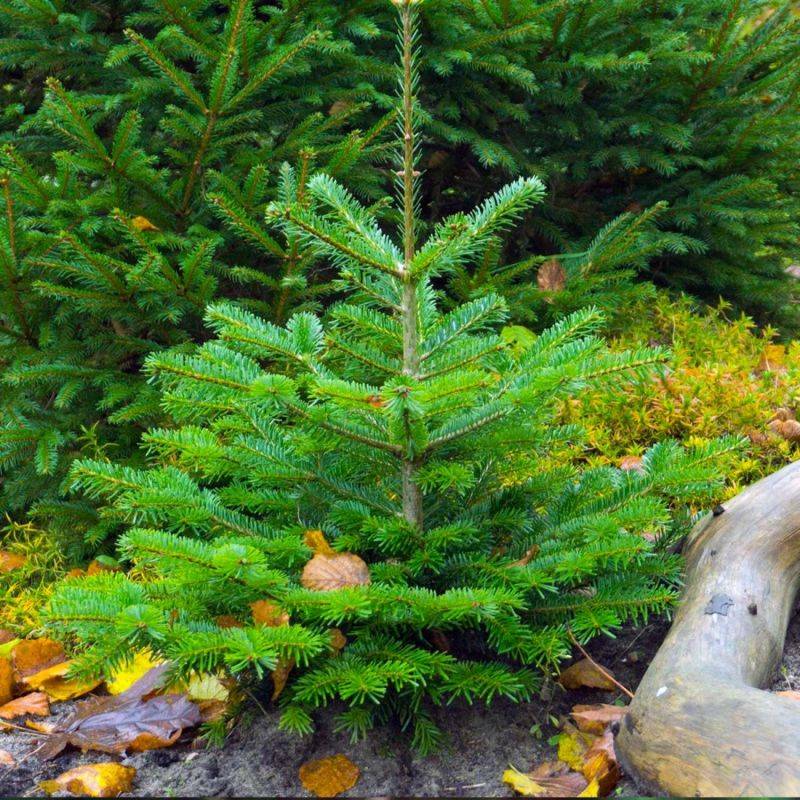 Sapin de Nordmann (Abies nordmanniana) - Godet - Taille 13/25cm - Pépinières Naudet - Imagen 1