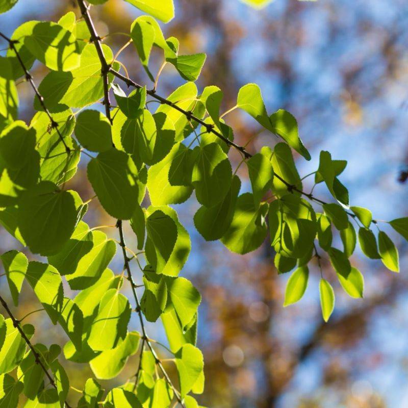 Arbre à caramel 'Ra' (Cercidiphyllum japonicum 'Ra') - Godet 9cm - Pépinières Naudet - Imagen 1