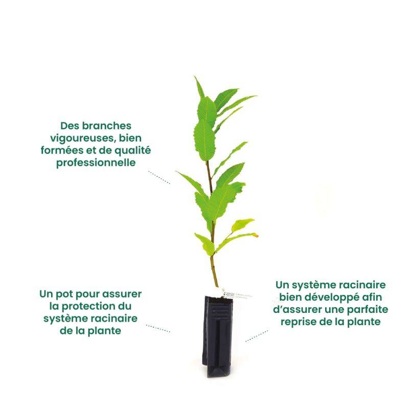 Arbre à caramel 'Ra' (Cercidiphyllum japonicum 'Ra') - Godet 9cm - Pépinières Naudet - Imagen 3