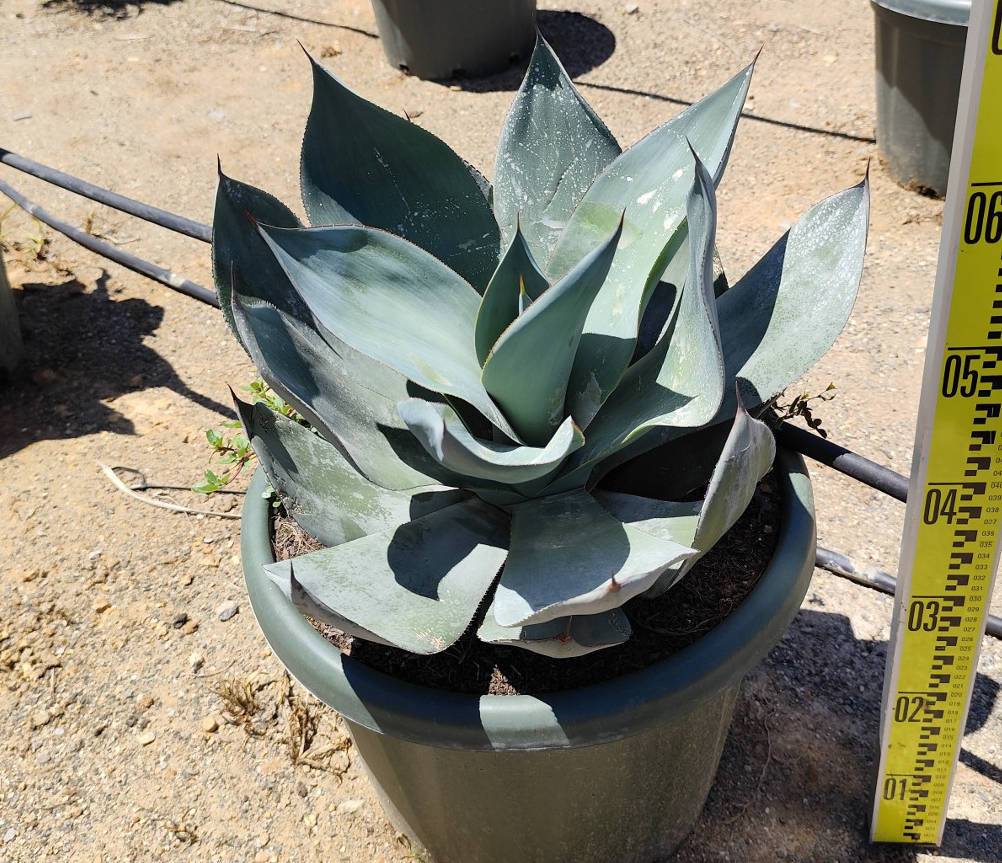 0 - Agave celsii 'Nova' Pot de 20L - 50/60cm