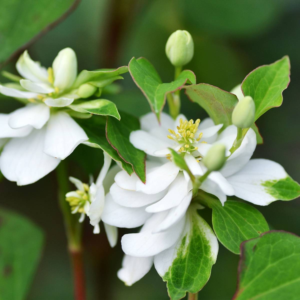 Houttuynia cordata Flore Pleno Godet de 8/9 cm