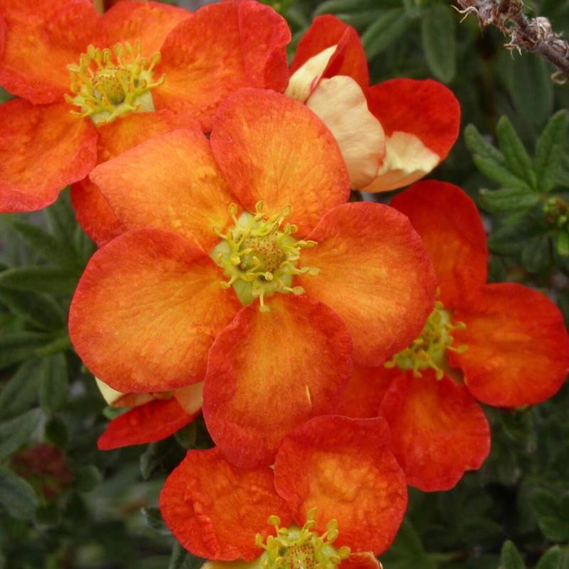Potentille arbustive Red Joker, Potentilla à fleurs Rouge - feuillage Caduc - Pot de 3L - 40/60 cm- hauteur à maturité De 1,00 m à 1,50 m - Image 1