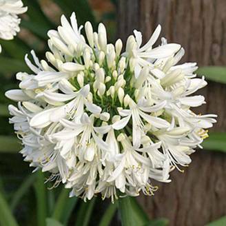 Agapanthe africanus (umbellatus) Albus Godet de 7/8 cm