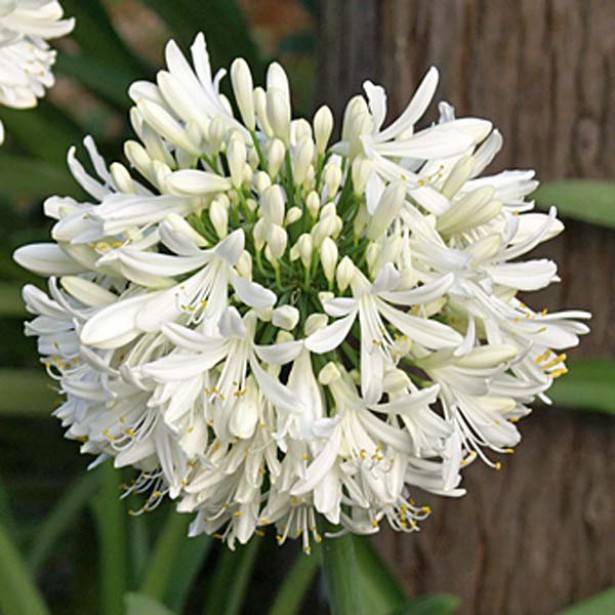 Agapanthe africanus (umbellatus) Albus Godet de 7/8 cm