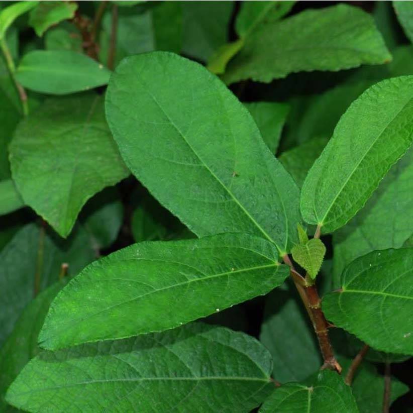 Promesse de Fleurs - Ficus tikoua - Figuier des guêpes                           Godet de 8/9 cm