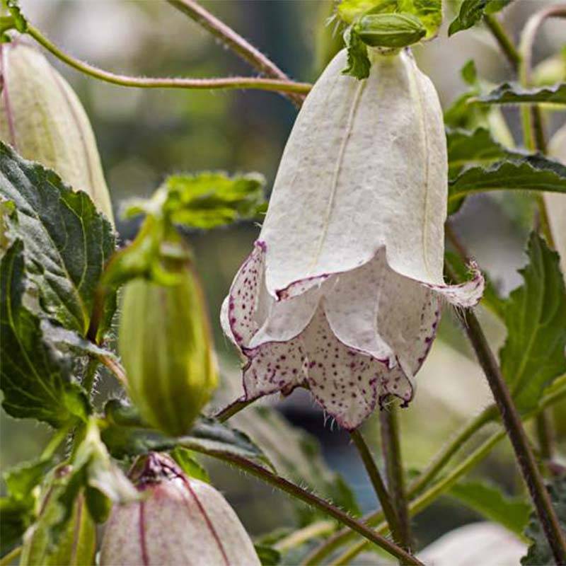 Promesse de Fleurs - Campanula punctata Milky Way - Campanule hybride Godet de 8/9 cm