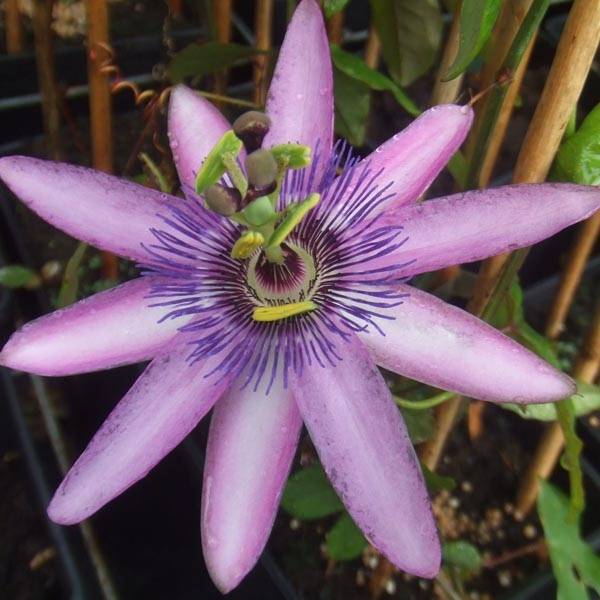 Promesse de Fleurs - Passiflore x Lavender Lady - Fleur de la Passion Pot de 2L/3L, Livré en hauteur 50/60cm