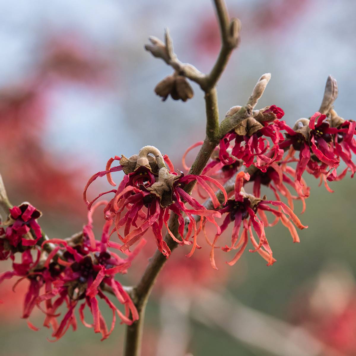 Promesse de Fleurs - Hamamelis intermedia Ruby Glow - Noisetier de sorcière Pot de 4L/5L - Image 1