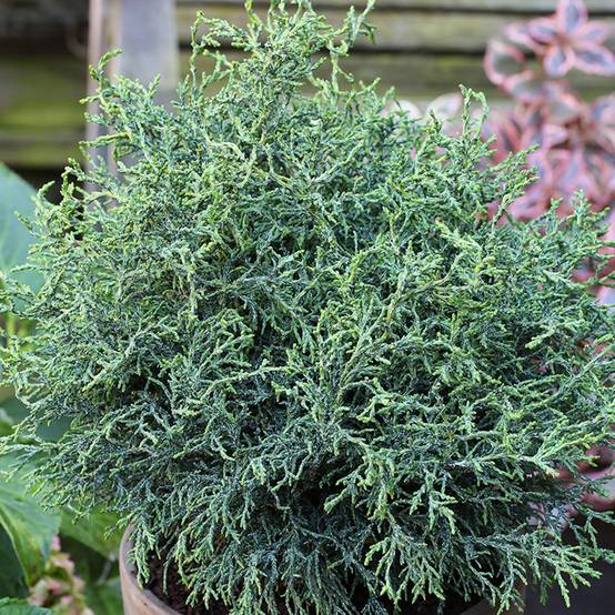 Promesse de Fleurs - Chamaecyparis obtusa Lycopodioides - Faux cyprès hinoki du Japon Pot de 4L/5L - Image 1