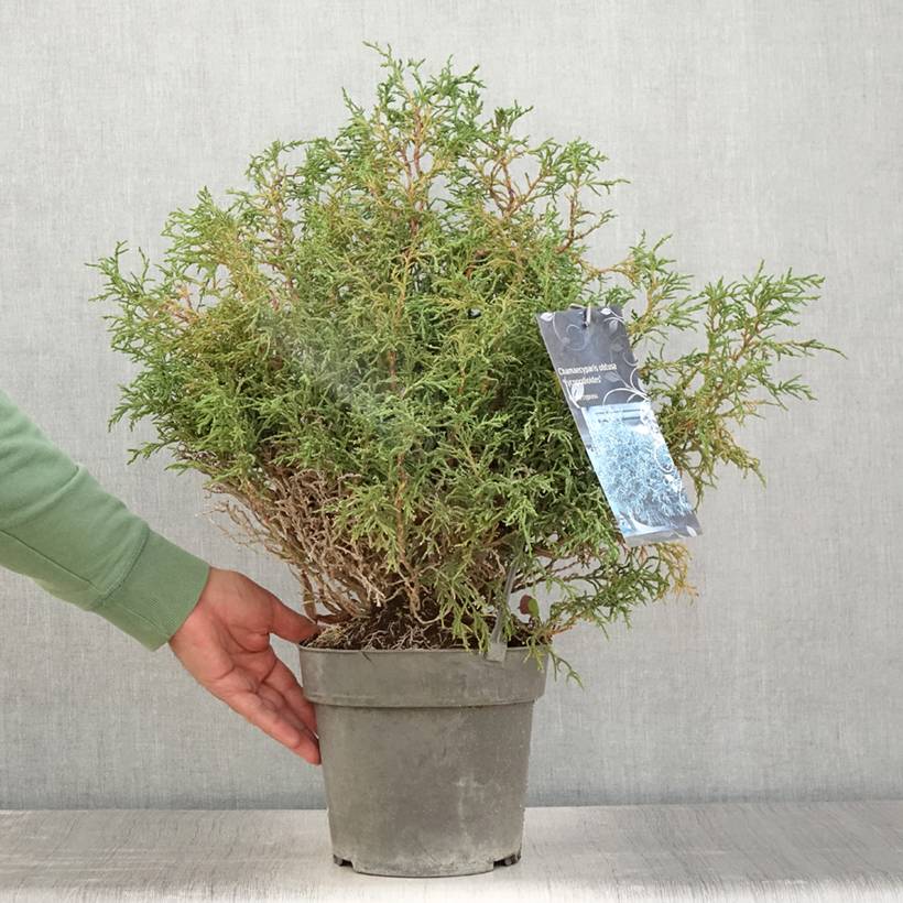 Promesse de Fleurs - Chamaecyparis obtusa Lycopodioides - Faux cyprès hinoki du Japon Pot de 4L/5L - Image 2