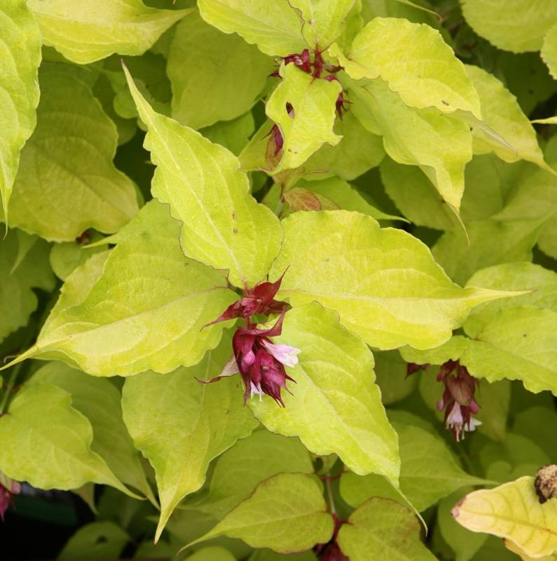 Leycesteria formosa Golden Lanterns - Arbre aux faisans Pot de 2L/3L